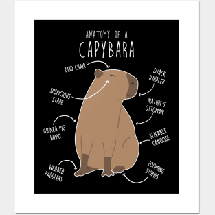 Capybara Anatomy Posters and Art